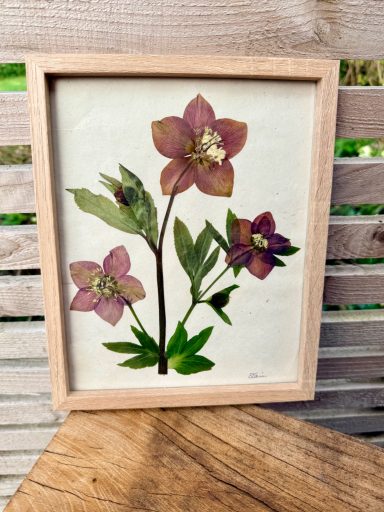 Hellebores £30