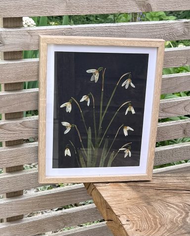 Snowdrops £30